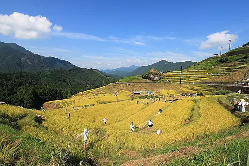 Rassemblement de la récolte du riz Maruyama Senmaida