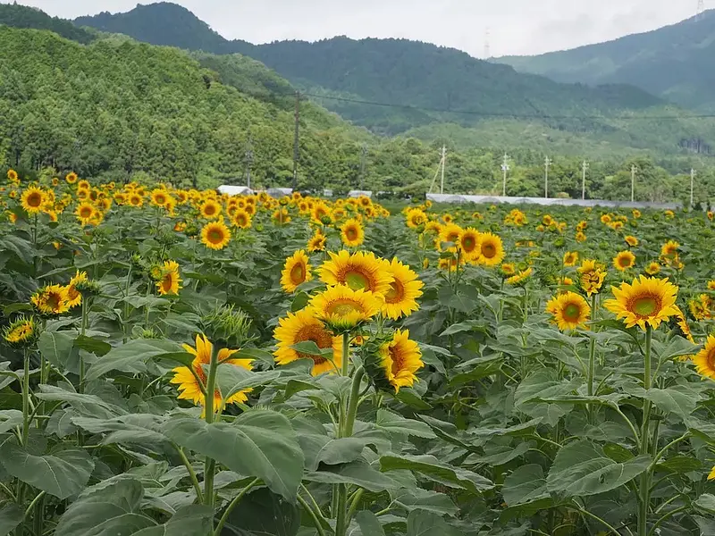 Sunflower field on the south side of JR Seki Station