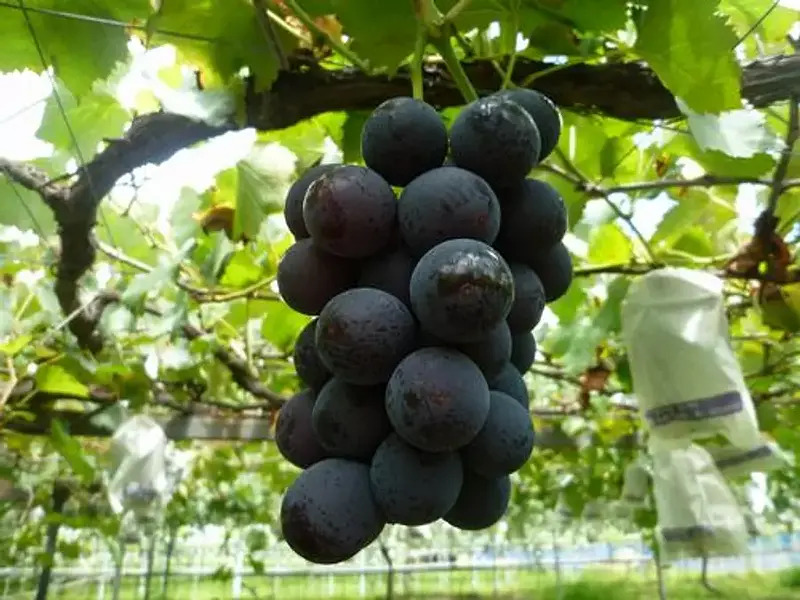Recogida de uvas Lago Shorenji