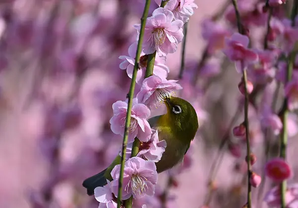 金木犀の画像