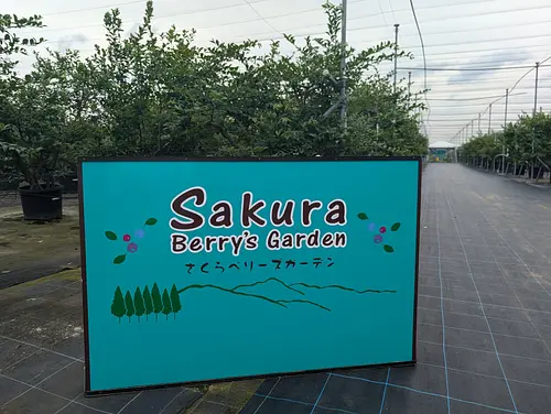 Cueillette de bleuets du jardin Sakura Berries 2024