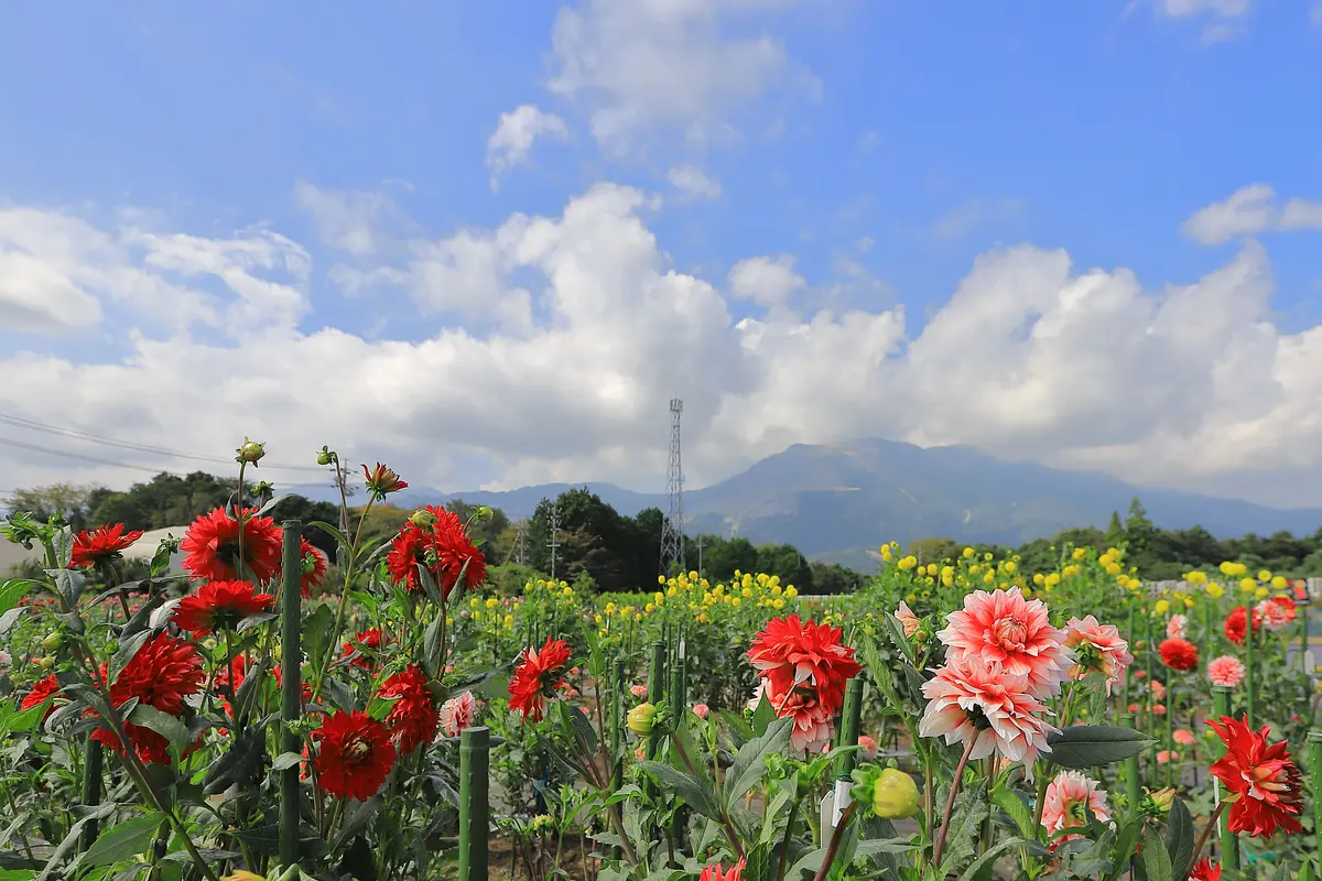 Jardín de dalia con vistas al monte Fujiwara