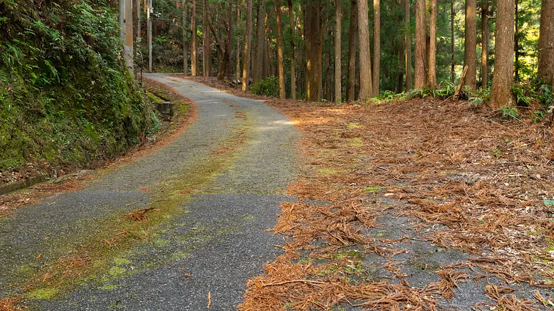 Surface de la route recouverte de feuilles mortes