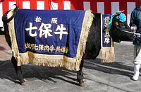 Bœuf Shichiho (bœuf Matsusaka)