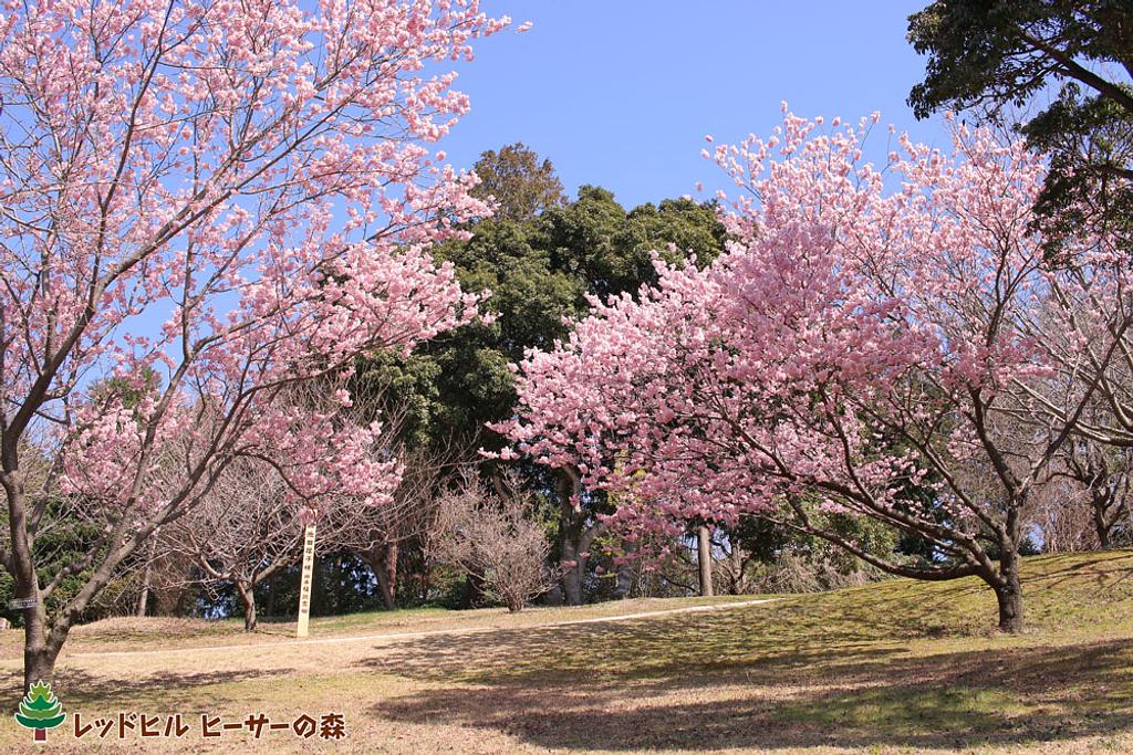 桜を楽しむ レッドヒル ヒーサーの森 | イベント | 観光三重(かんこう