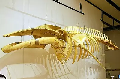 미에현 종합 박물관(MieMu) 토픽전 “고래는 있을까!?”에 다녀 왔습니다!