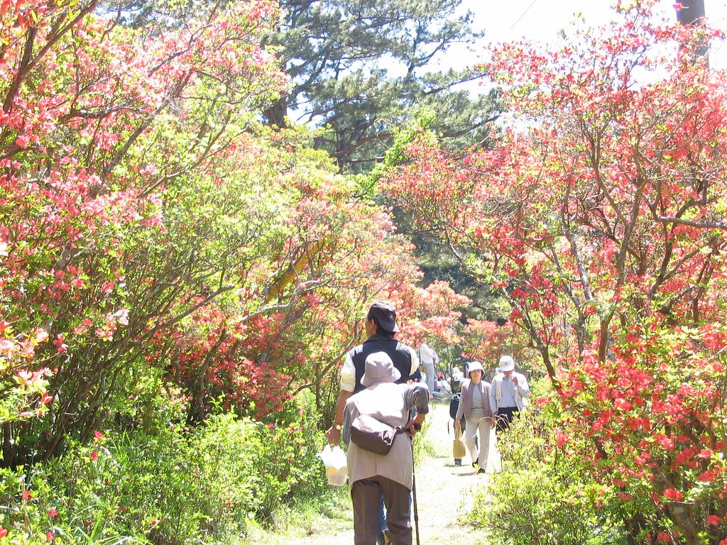 大平つつじ山の写真(三重県津市)