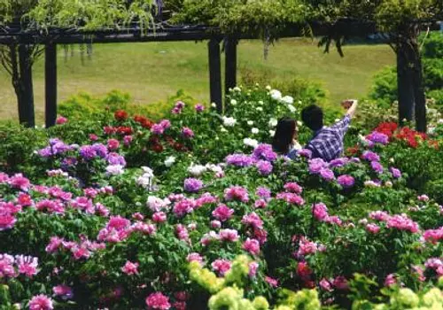 ¡Artículo especial sobre parques y jardines en ciudad de Inabe y ciudad de Komono! Presentamos 6 lugares ♪