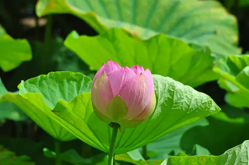 Lotus à l'étang de régulation sud de la mairie de Komono