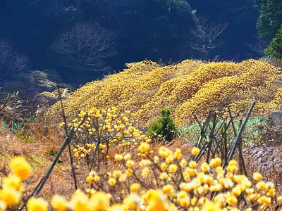 みつまた群生地