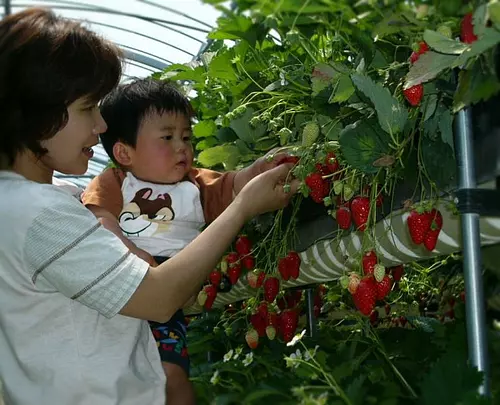 Cueillette de fraises du village touristique du lac Shorenji