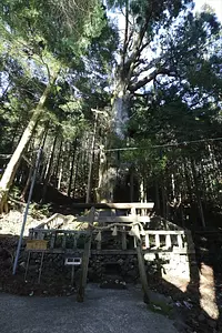 코노 기（kounogi）의 타이코 삼나무