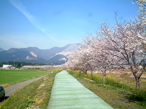 春之員弁川散步道