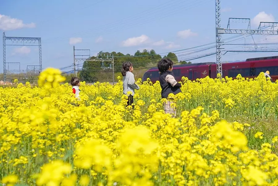 Mihata Maihan Land的油菜花田