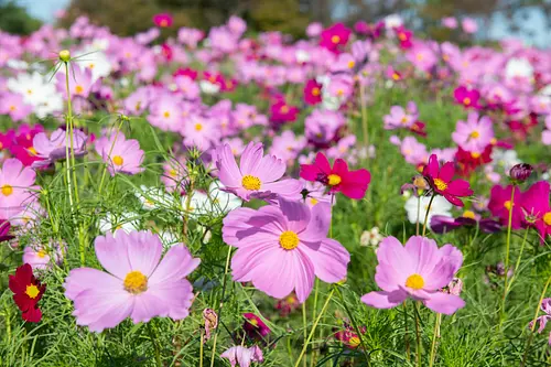 vast cosmos field