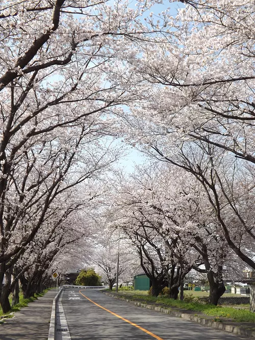 春天的風景詩“櫻花隧道”