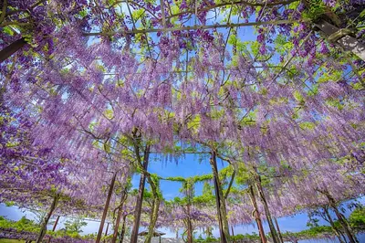 미에현 등나무의 명소 특집! 4월~5월 중순에 걸쳐 등나무를 즐길 수 있는 9곳을 소개【2024년판】