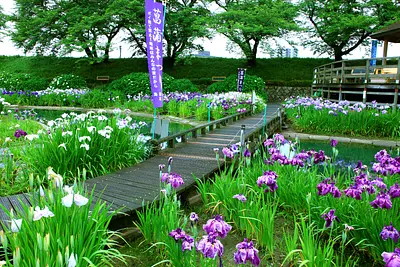 Horikawa Iris Iris de fleurs de jardin