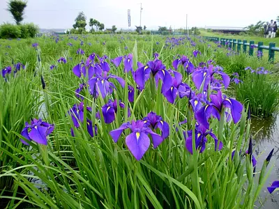 미에현의 꽃 쇼부의 감상 스폿 특집! 5월부터 6월에 걸쳐 즐길 수 있는 꽃창포의 명소를 소개합니다. 【2024년판】