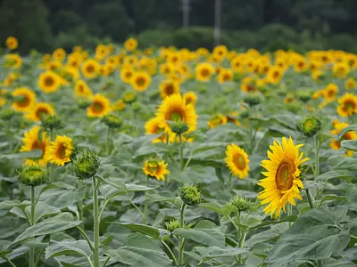Sunflower field visible from JR Seki Station