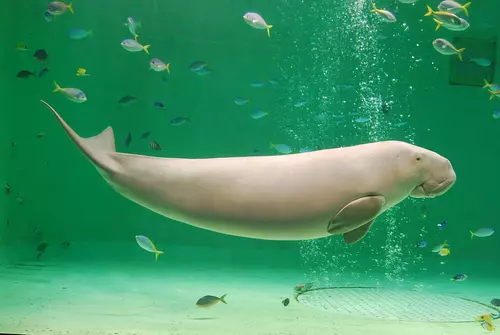 El único dugongo que se conserva en Japón