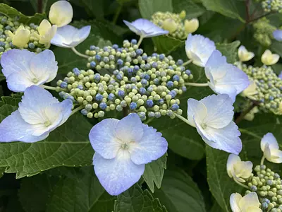 [Informations sur les fleurs] Hortensia de Bell Farm (informations sur la floraison également incluses)