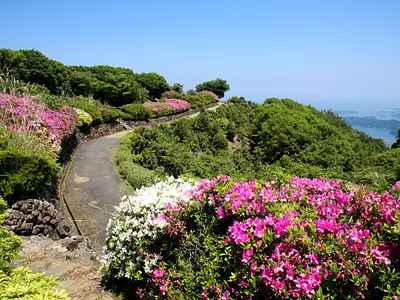 Special feature on famous azalea spots in Mie Prefecture! Introducing spots where you can enjoy azaleas from April to May [2024 Edition]