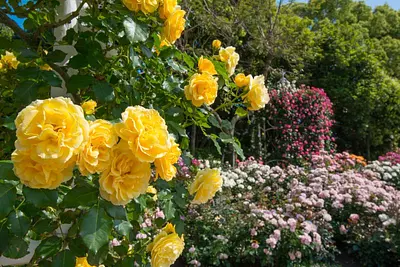 三重県内のバラ園・ローズガーデン特集！5月～6月の春バラ、10月～11月の秋バラが楽しめるバラの名所をご紹介【2024年版】