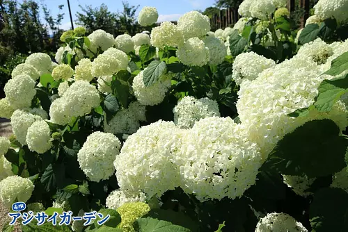 เทศกาลดอกไฮเดรนเยีย สวนดอกไฮเดรนเยีย Akatsuka