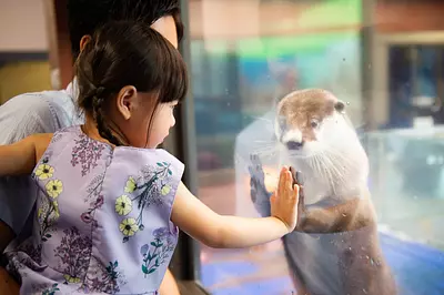 [Winner of the second otter election! 】Touch with Hirari-kun, a long-horned otter, through acrylic. Photographed because the animals are friendly
