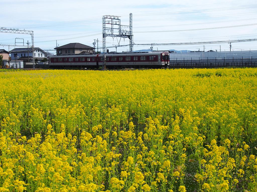 菜の花畑【斎宮跡】 | 観光スポット | 観光三重(かんこうみえ)