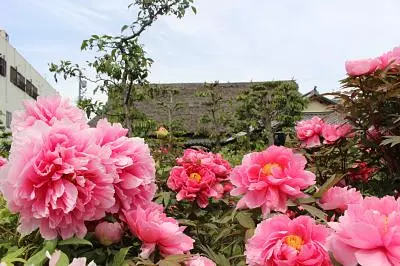 三重県のぼたん・シャクナゲの名所特集！4月から5月にかけて楽しめる名所をご紹介します。【2024年版】