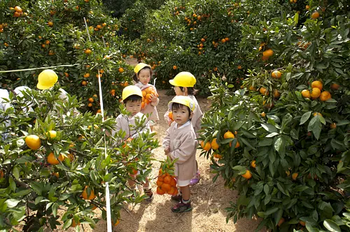 Tsu turismo recogiendo naranjas_1