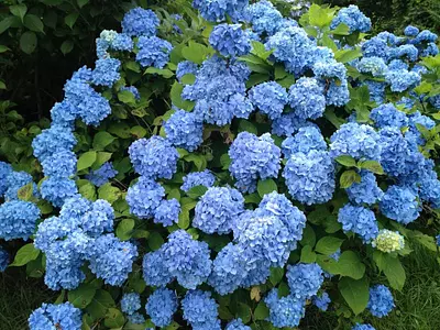 Special feature on hydrangea viewing spots in Mie Prefecture! Introducing famous hydrangea viewing spots that will be in full bloom from the end of May to June [2024 edition]