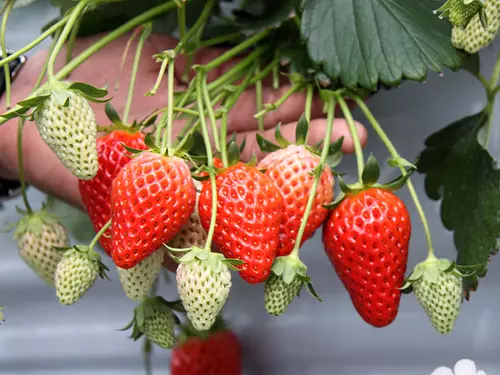 Tamaki Fureai Farm Strawberry picking