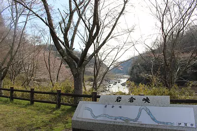 Sakura at Iwakura Gorge