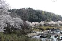 岩仓峡的樱花