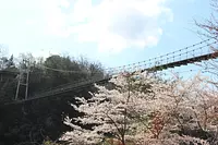 岩仓峡的樱花