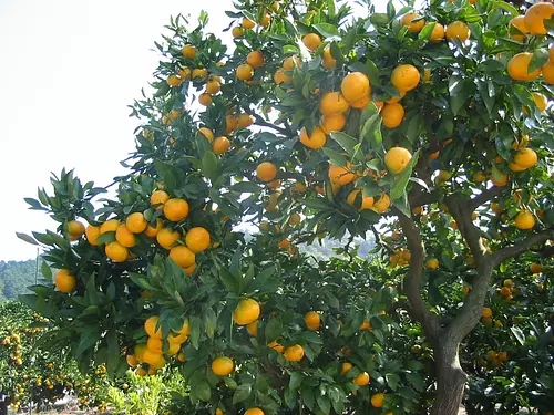 mandarina 1
