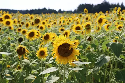 ASPIATamaki Agri&#39;s sunflower field