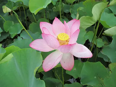 Fleur de lotus (Forêt romaine de Futami Shobu)