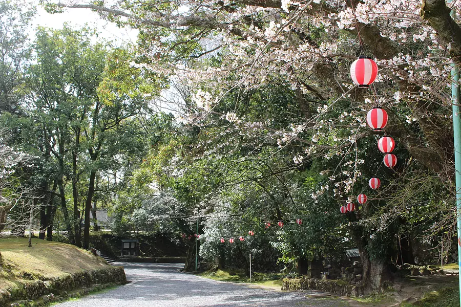Sakura au parc d'Ueno