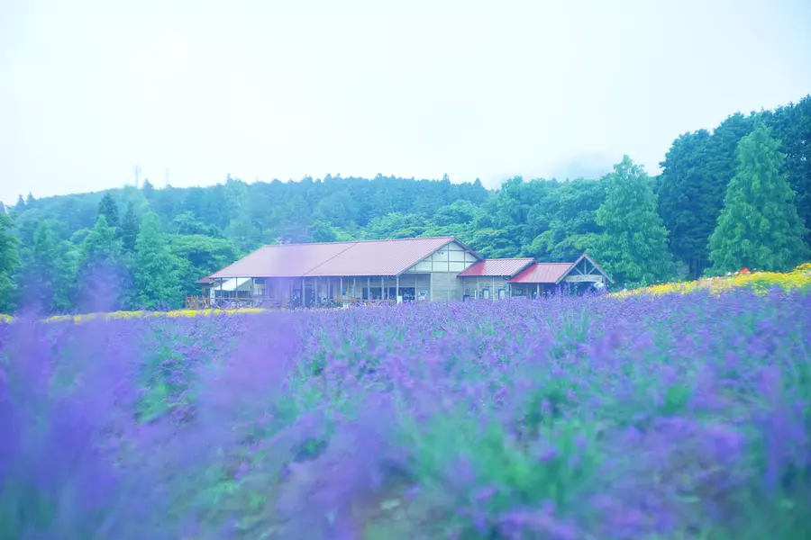 MenardAoyamaResort Lavender