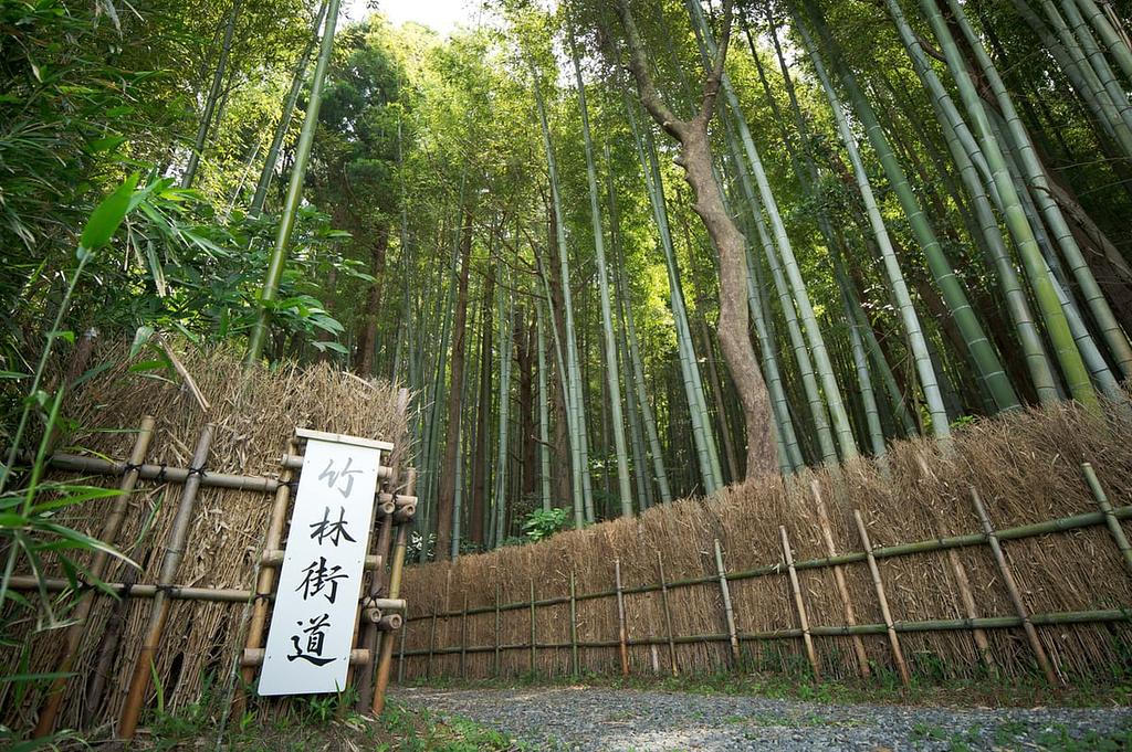 美濃田竹林街道 | 観光スポット | 観光三重(かんこうみえ)