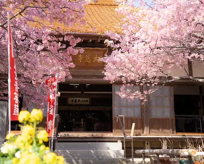春を先取り！早春の陽ざしに映えるてんれい桜（河津桜）が美しい「大慈寺」