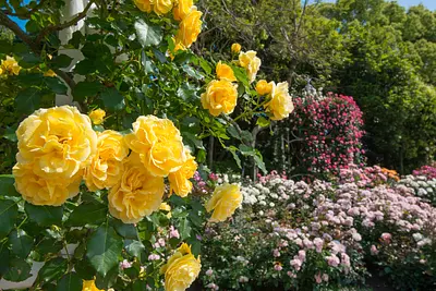 Nabananosato &quot;Festival de las Rosas&quot; ¡Las rosas nobles están en plena floración! (Primavera otoño)