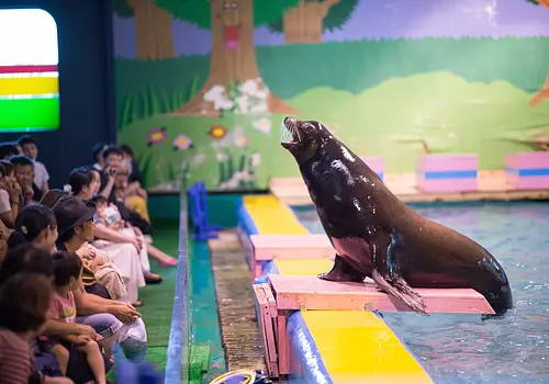 [Shock with zero sense of distance will bring a smile] You can also see the sea lion show, which is popular for its comical content, from such a close distance.