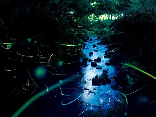 Fireflies dance around the murmuring stream