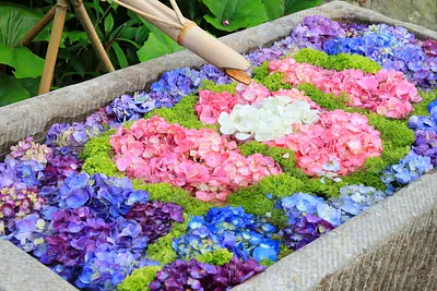 เราจะแนะนำศาลเจ้า วัด และสวนดอกไม้ที่คุณสามารถมองเห็น ฮานาโชสุ（Hanachozu）ในจังหวัดมิเอะ