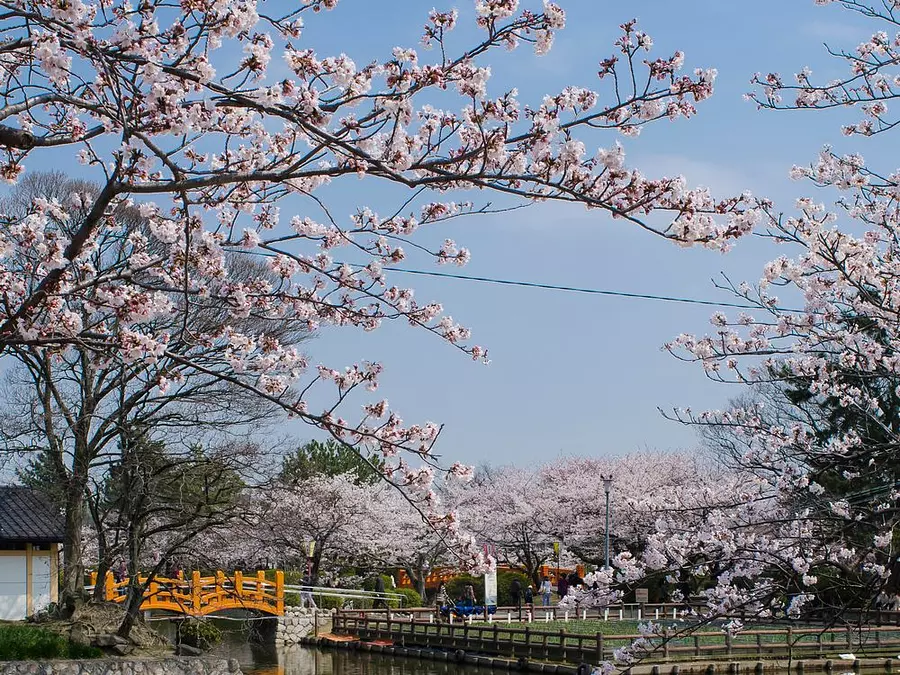 Festival Sakura du parc Kyuka